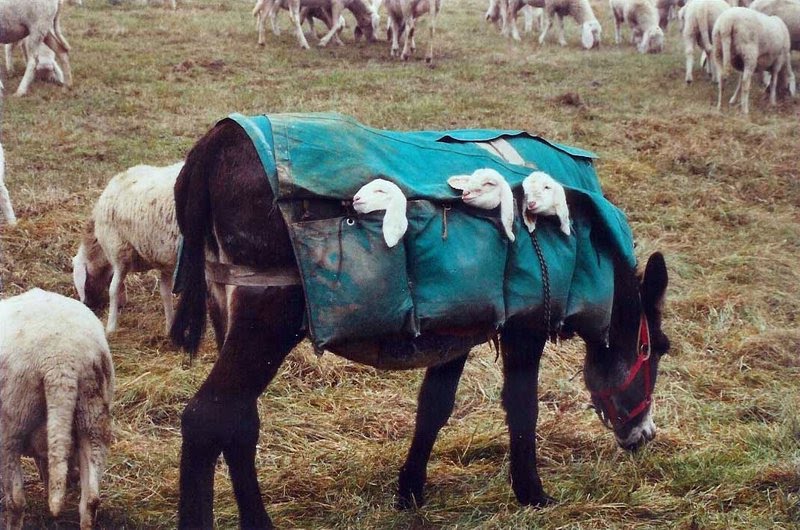 إياد الحمود&#39;s tweet - &quot;في البراري الإيطالية يقوم مربو الماشية بوضع صغار الأغنام داخل جيوب تحملها البغال... والسبب أن الأغنام ترعى في المرتفعات ولا تستطيع صغارها الصعود وتحتاج لحليب أمها كل عدة
