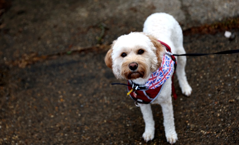 Poppy, a Cavapoo, is dressed in the Union Jack flag to celebrate the Queen's Platinum Jubilee, in Lowestoft