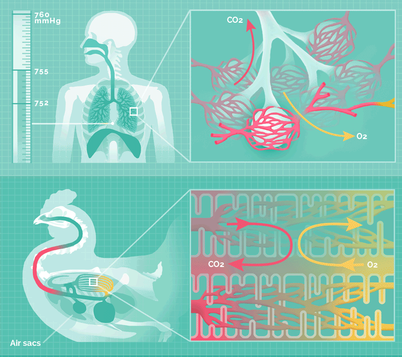 مخطط يظهر الفرق بين الجهاز التنفسي عند البشر والطيور