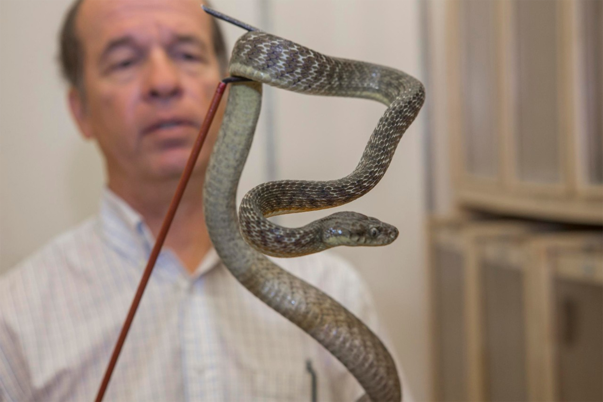 UC biology professor Bruce Jayne works with a brown tree snake. Jayne studies the behavior of snakes and other animals around the world. © Photo /Joseph Fuqua II/UC