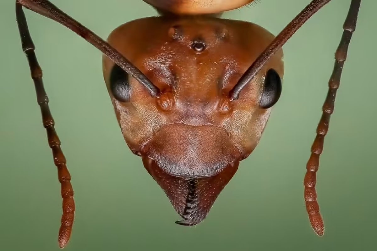 يمرّ النمل في حياته بأربع مراحل وهي كالآتي: