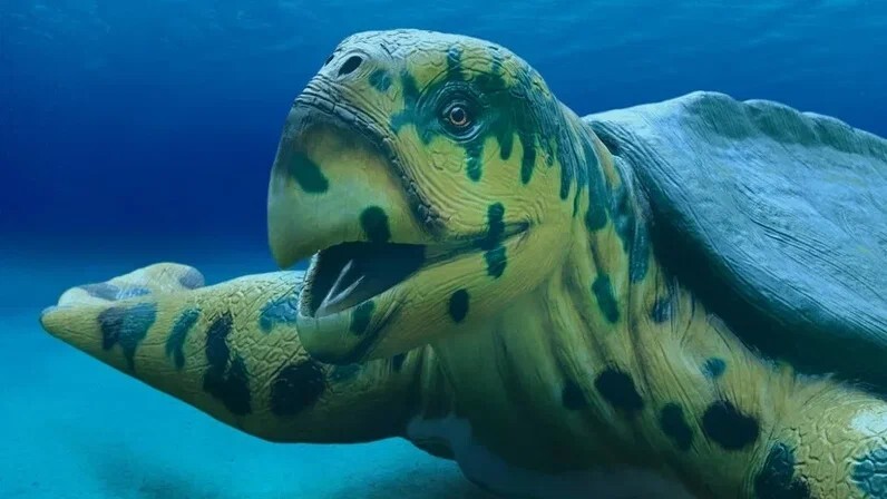 العثور عن آثار أحفورية لواحدة من أكبر السلاحف في تاريخ الأرض
