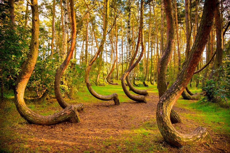 غابة كروكد - بولندا
