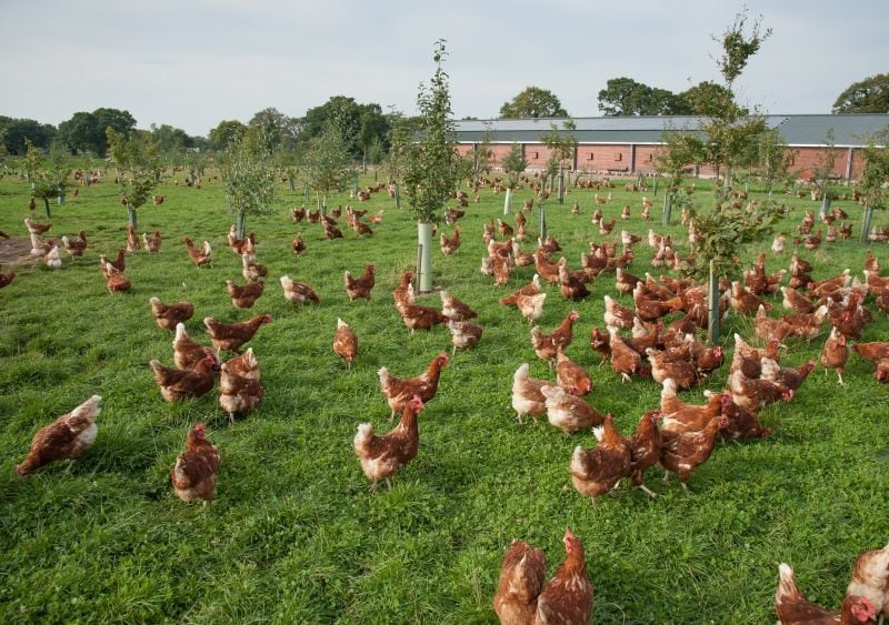 مزرعة دجاج بريطانية