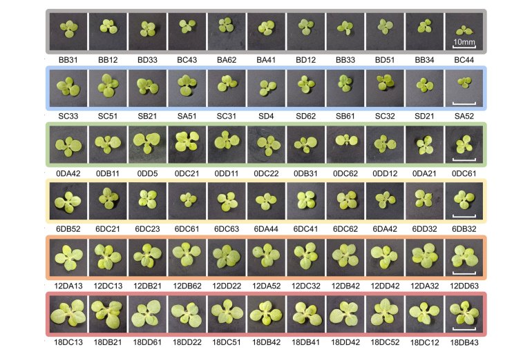 The photography of partial plants in two control groups and four treatments. We selected 11 images for each group of plants, including plants at the median leaf diameter of each treatment in the middle of the row, as well as five slightly larger and five slightly smaller plants on the left and the right. Each row of images shares one ruler, which is given in the image on the far right. The identifier of each image is given at the bottom of each image. Credit: Communications Biology (2023). DOI: 10.1038/s42003-023-05391-z