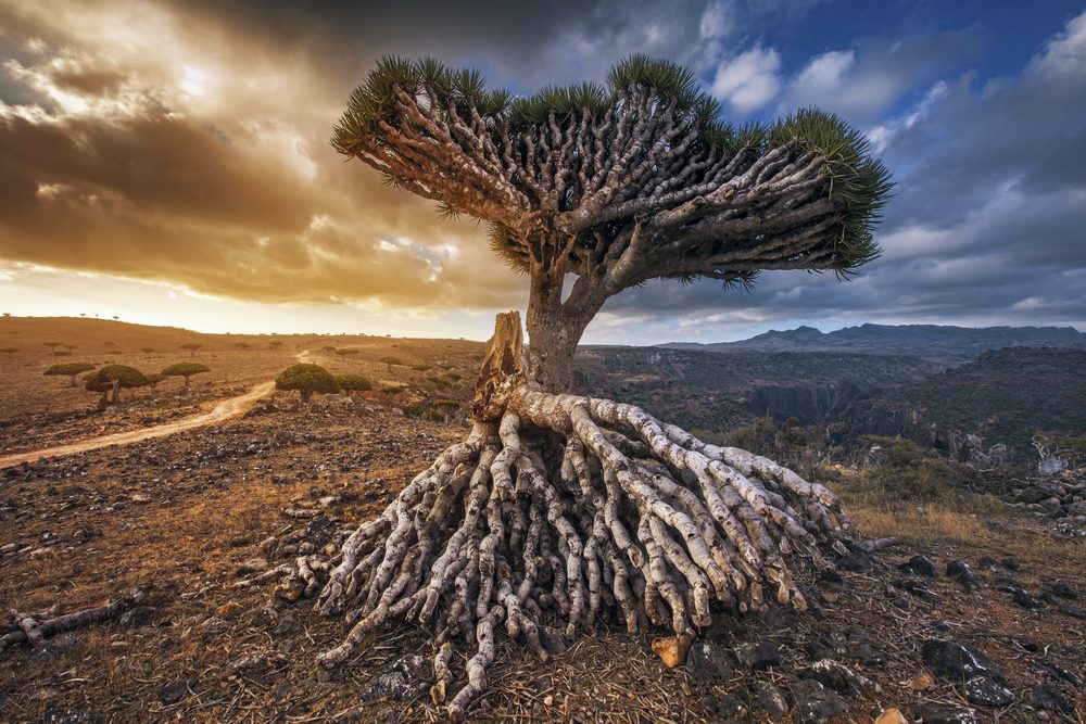 جزيرة دم الأخوين-المصدر:shutterstock